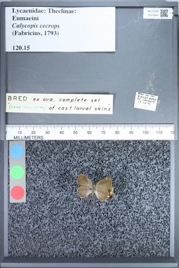 Media type: image;   Entomology 70891
